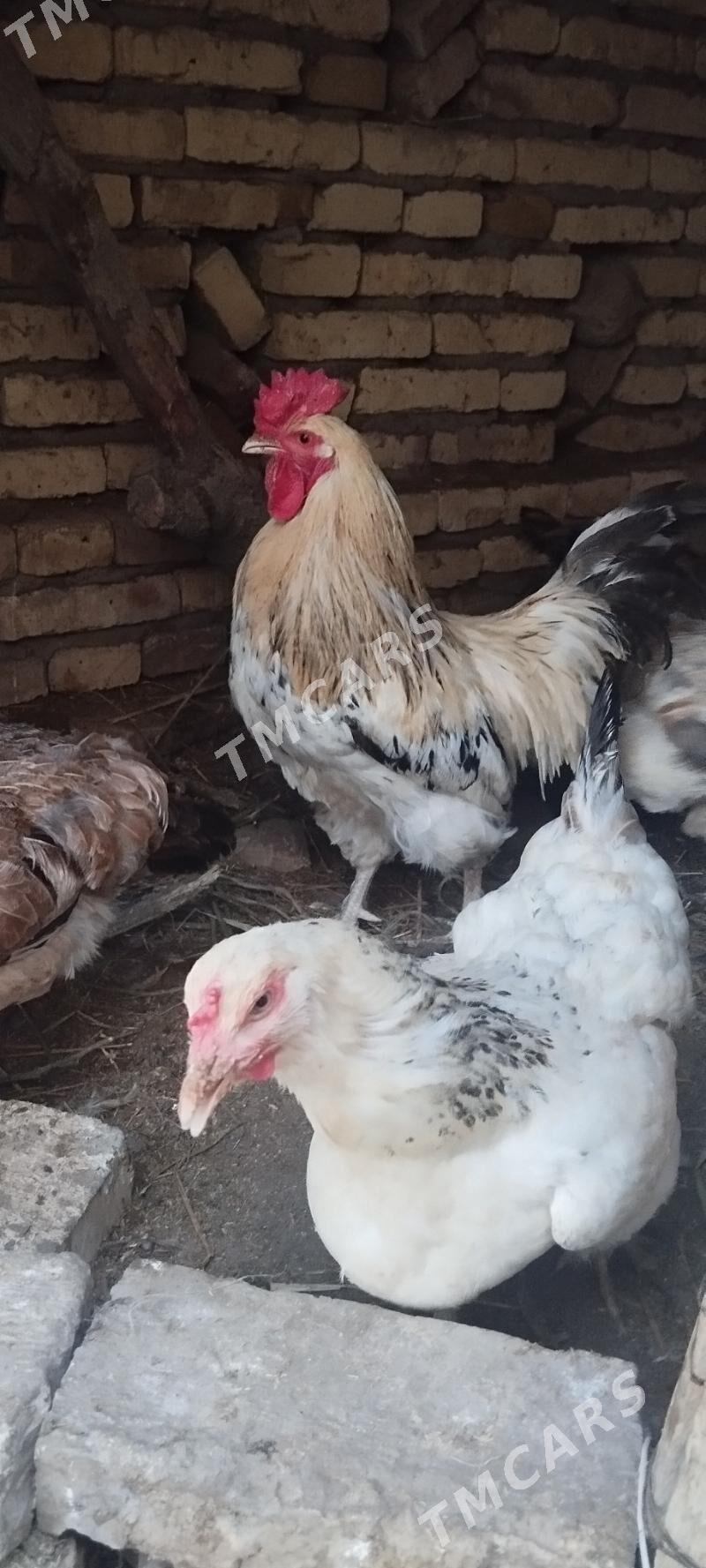 broy towuklar - Kerki - img 3