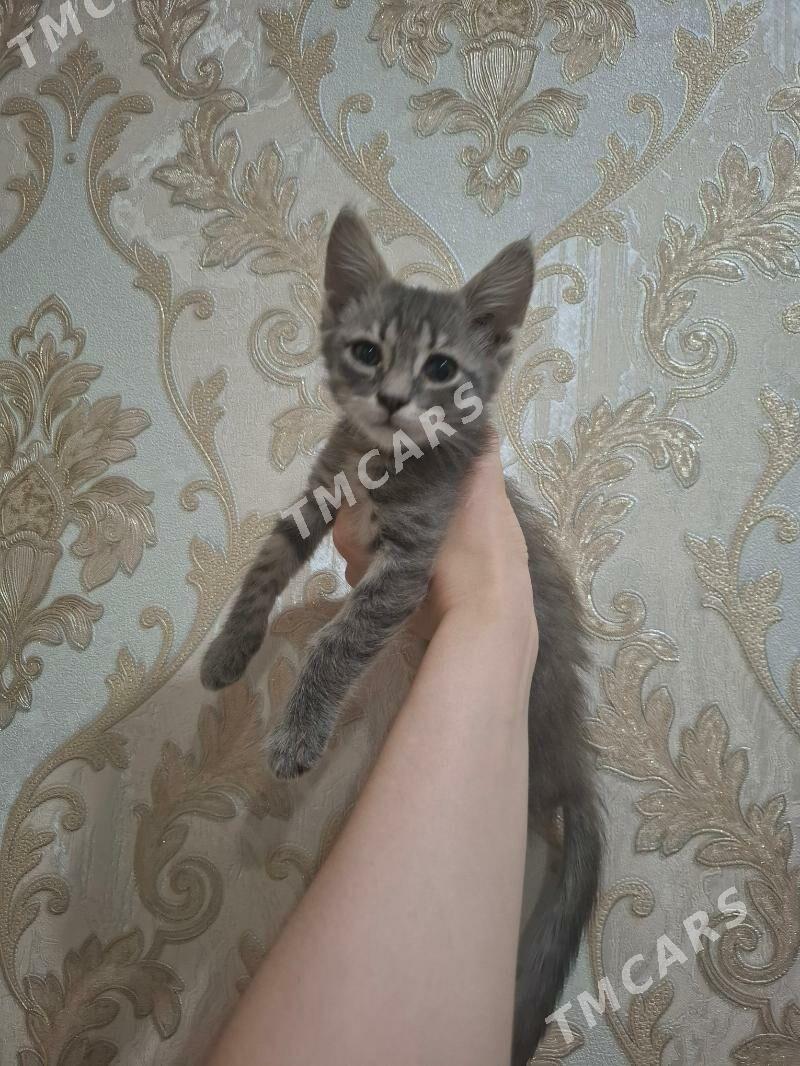Котёнок♡ - Aşgabat - img 3