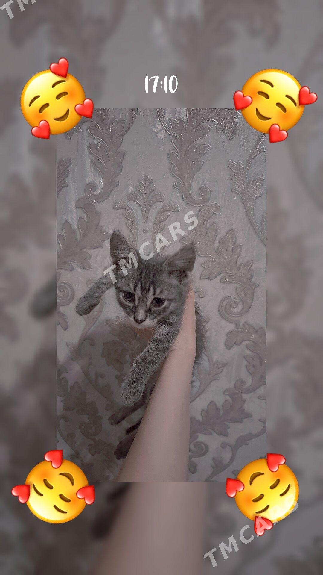 Котёнок♡ - Aşgabat - img 2