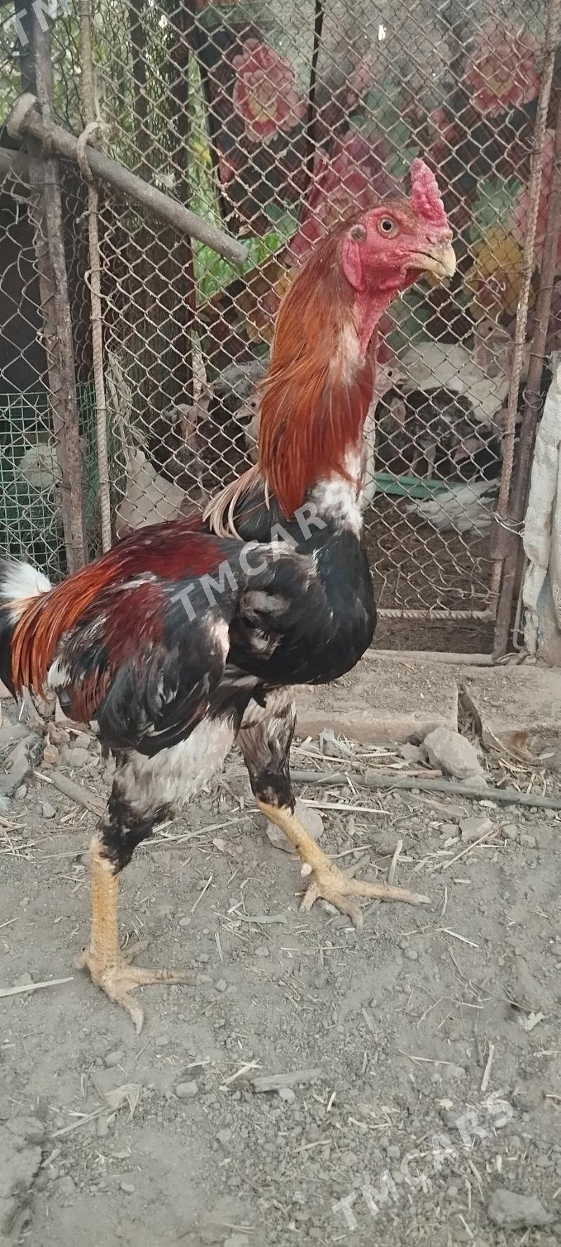 boyes horaz - Kerki - img 3