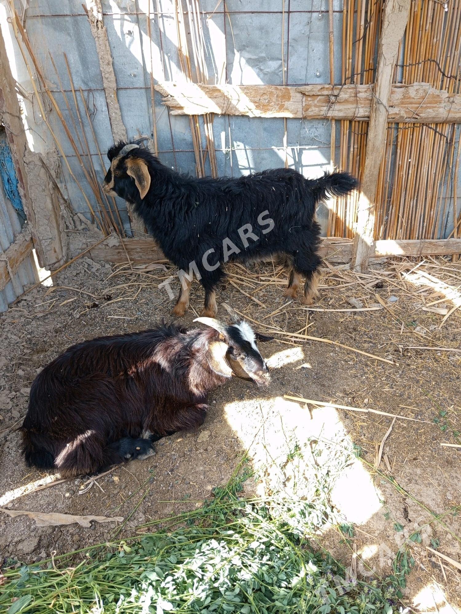 çebiş - Gökdepe - img 2