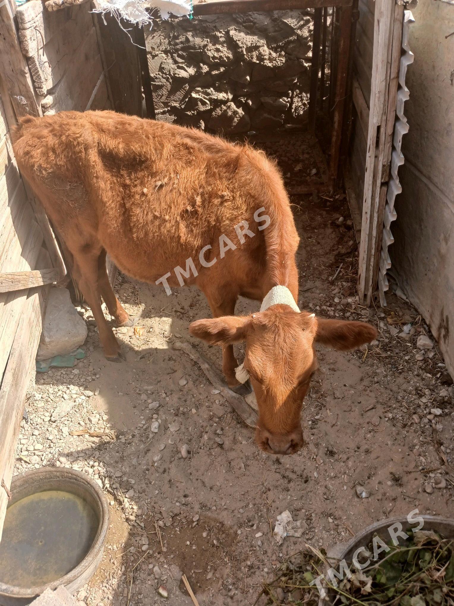 gaçar sygyr 7 aylyk - Balkanabat - img 2