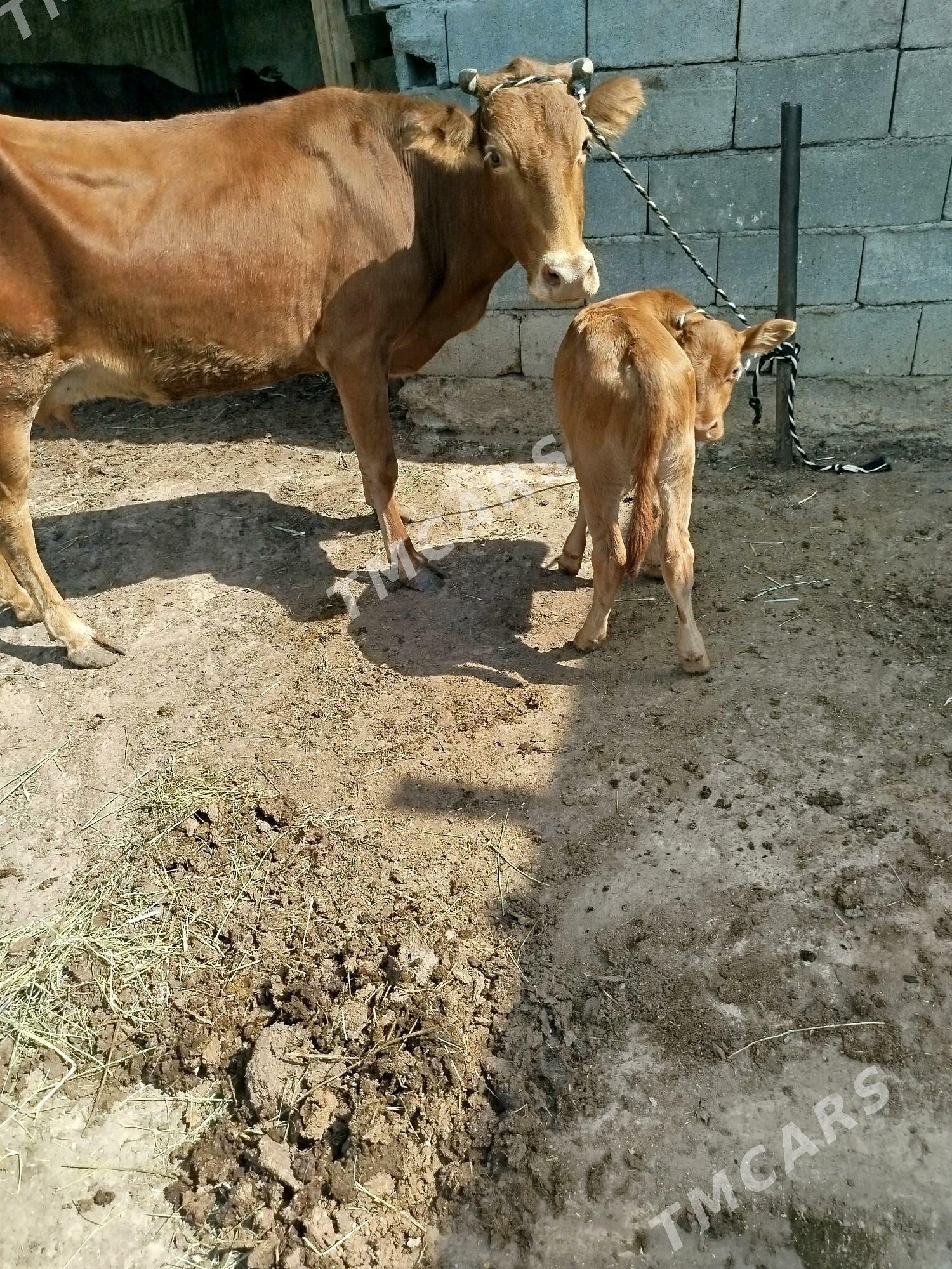 goleli sygyr - Garadamak Şor - img 5