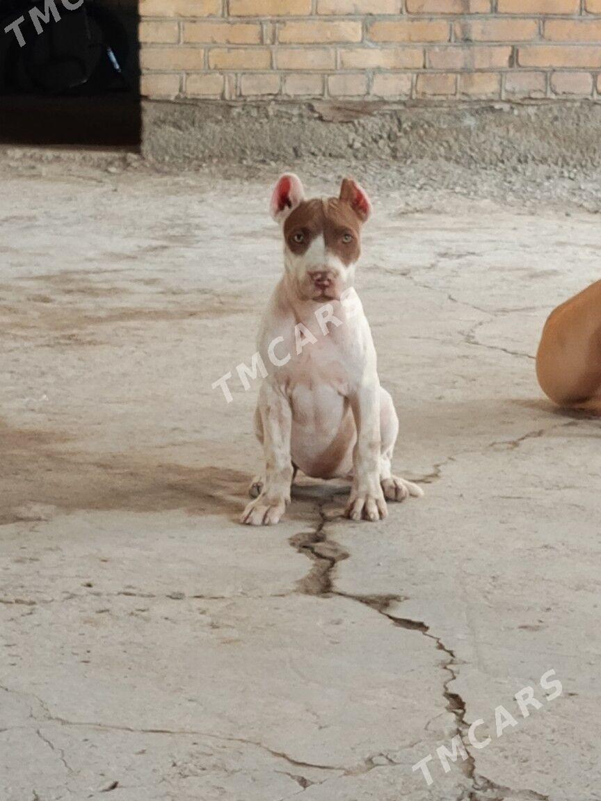 pitbull - Türkmenabat - img 2