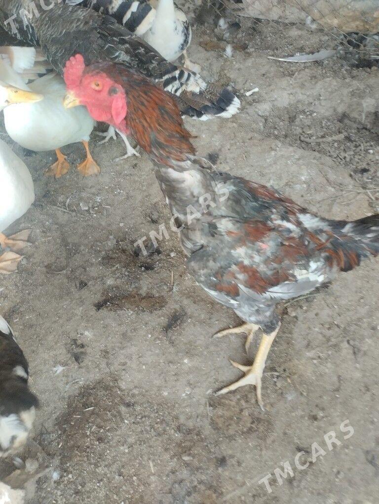 pardo horaz yas - Дашогуз - img 2