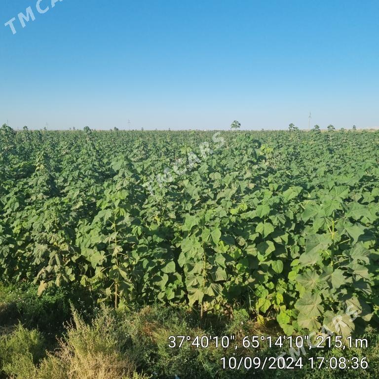 Paulownia,Pawlowniya,Павловния - Kerki - img 2