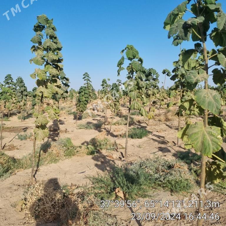 Paulownia,Pawlowniya,Павловния - Kerki - img 6