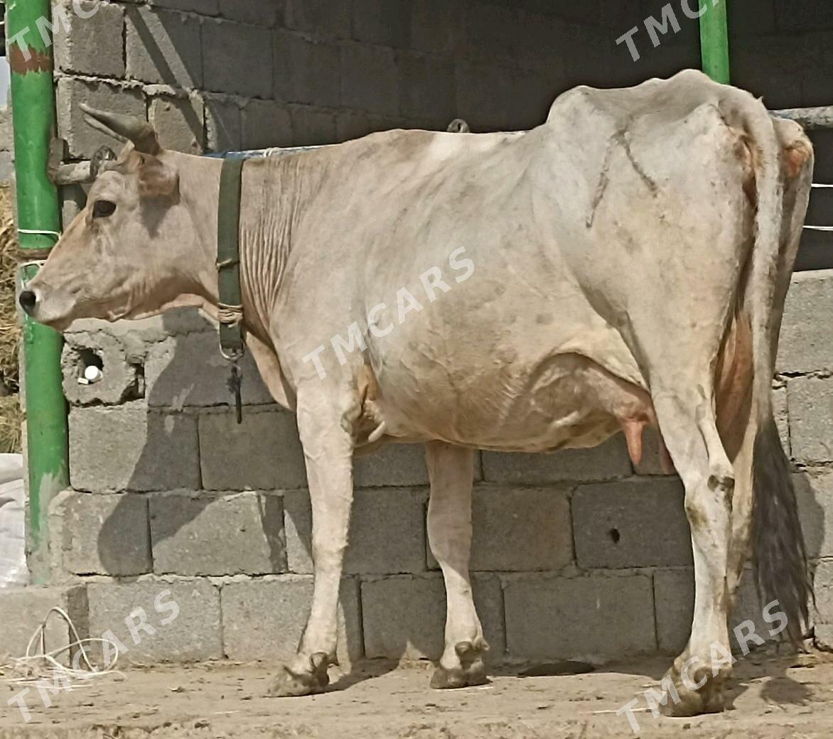 ŞWES GÖLELİ SYGYR - Gökdepe - img 4