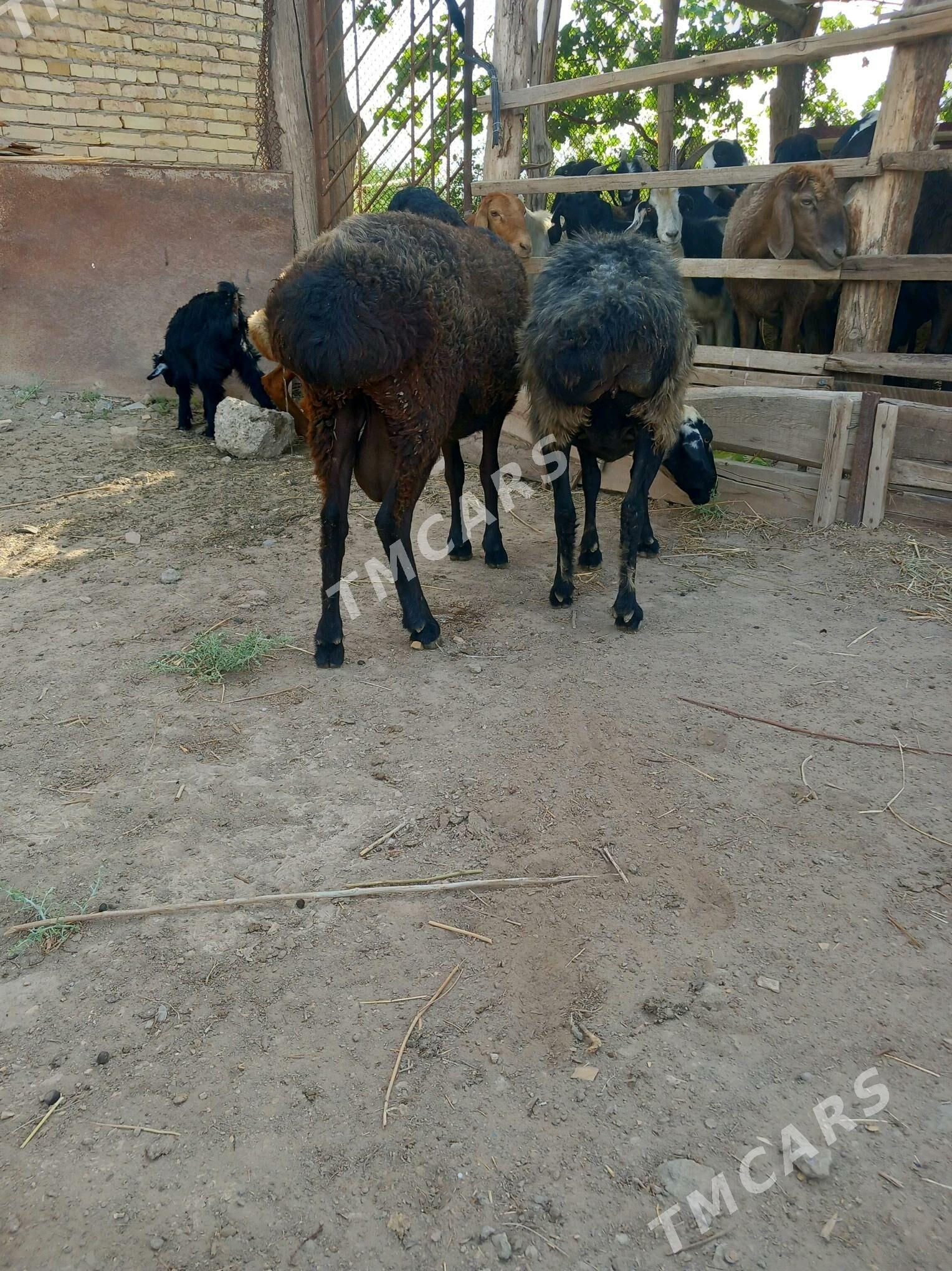 goyun - Çärjew - img 4