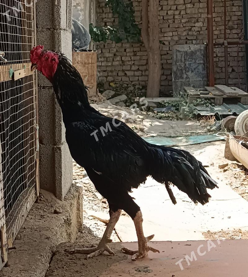 Taşkent Horaz - Aşgabat - img 2