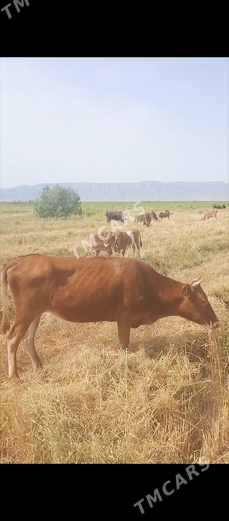 Satlyk gacar - Bereket - img 2