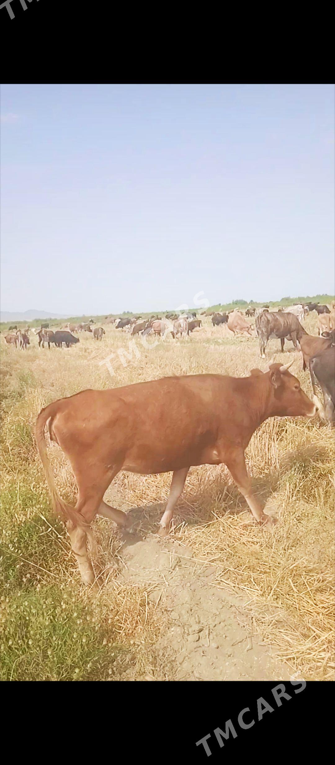 Satlyk gacar - Bereket - img 1