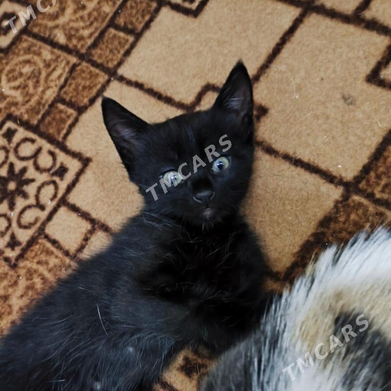 котята - Türkmenabat - img 4