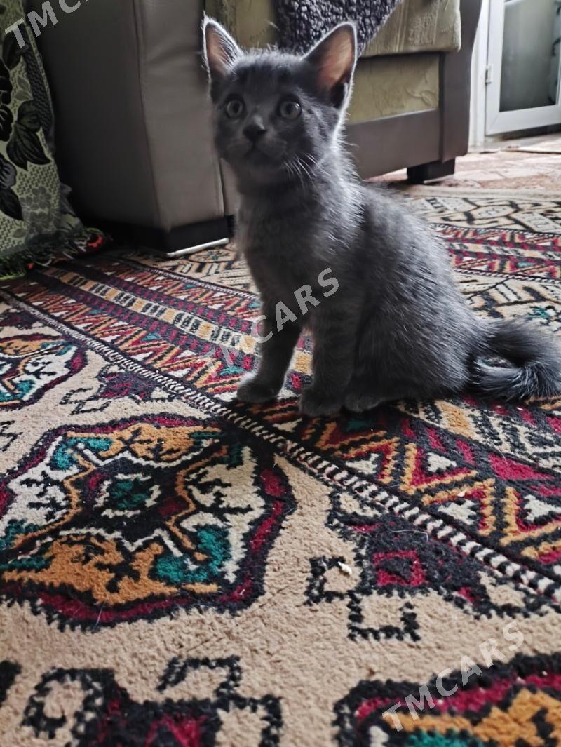 котята - Türkmenabat - img 2