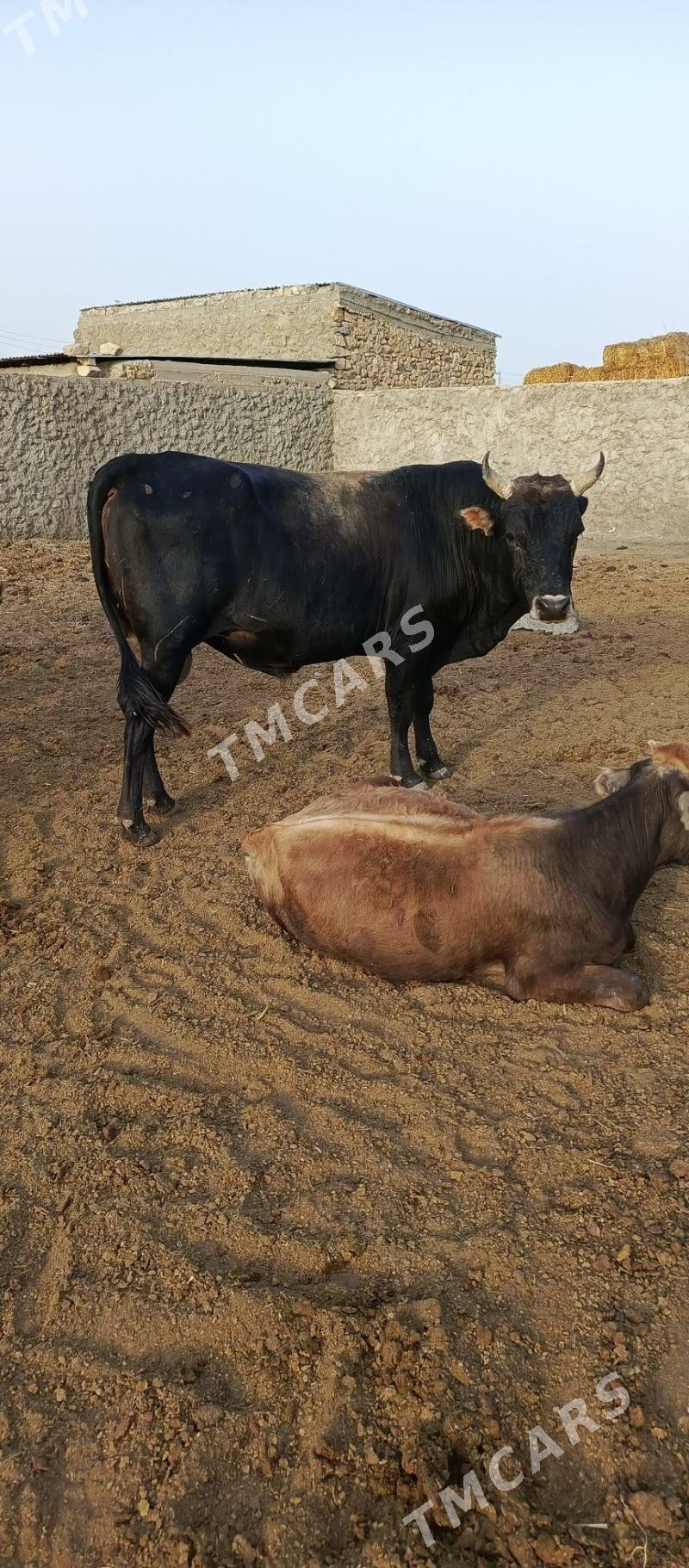 öküzler. - Gyzylarbat - img 2