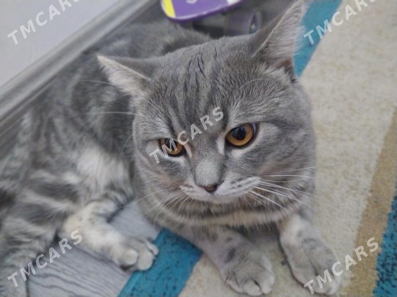 кот скоттиш страйт - Howdan "W" - img 5