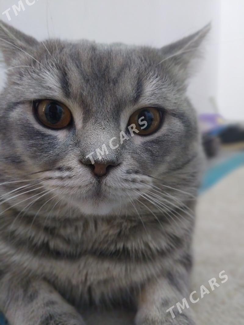 кот скоттиш страйт - Howdan "W" - img 3