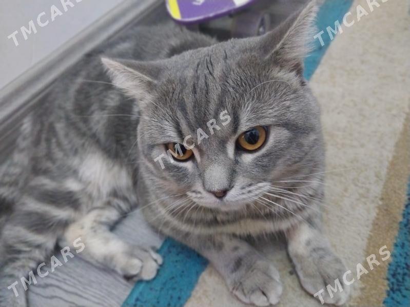 кот скоттиш страйт - Howdan "W" - img 4