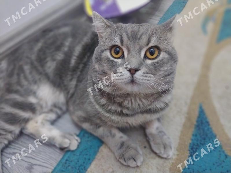 кот скоттиш страйт - Howdan "W" - img 2