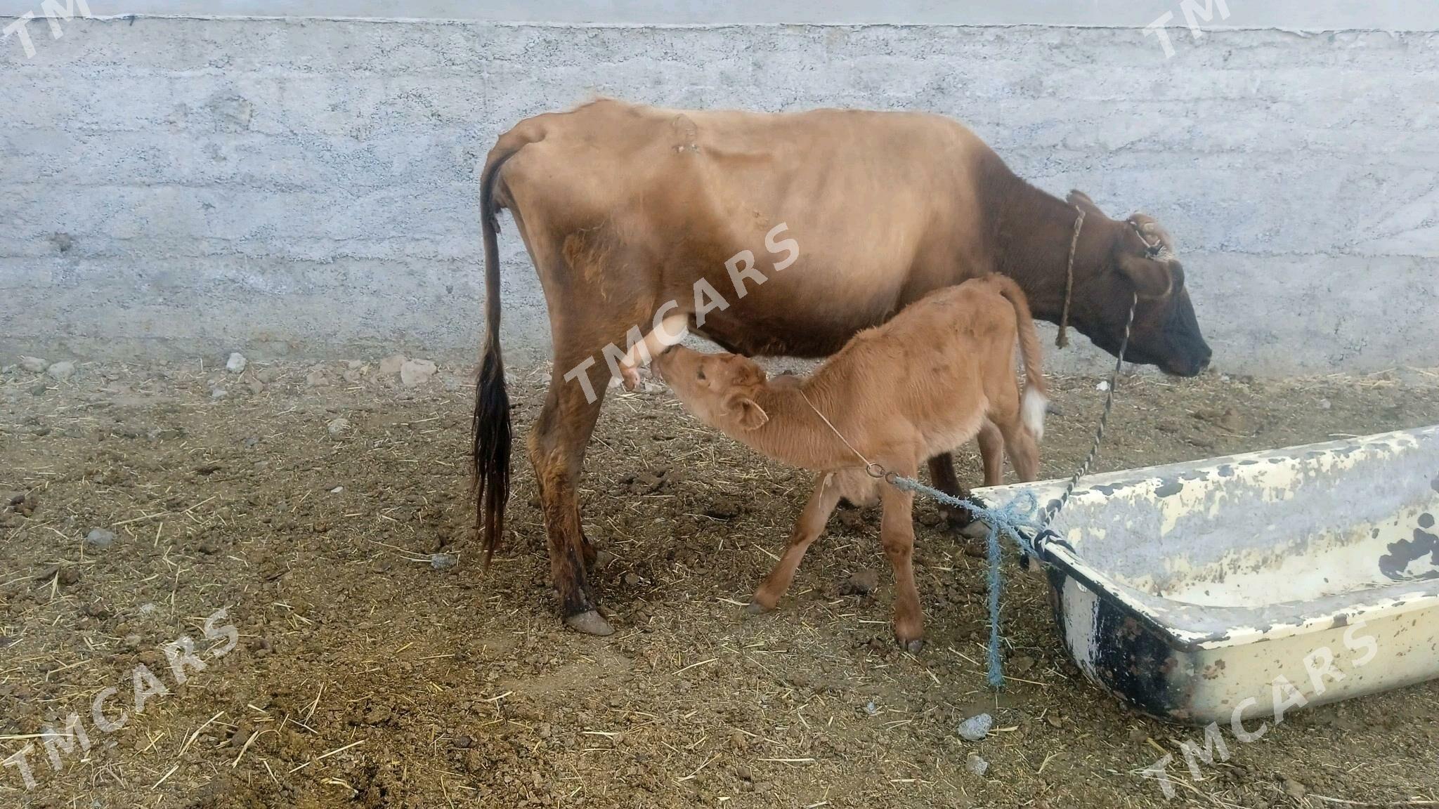 goleli sygyr - Çoganly - img 3