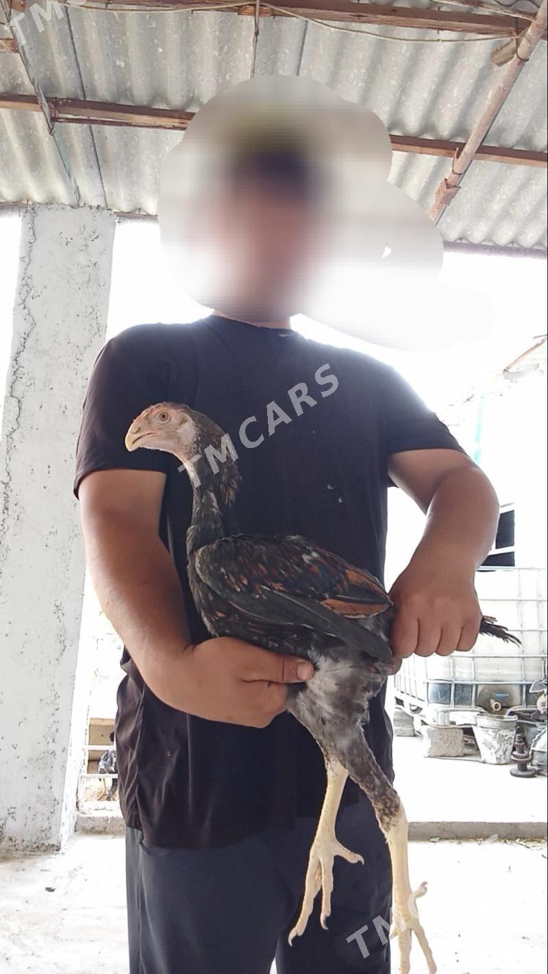 Taşkent horaz - Gyzylarbat - img 2