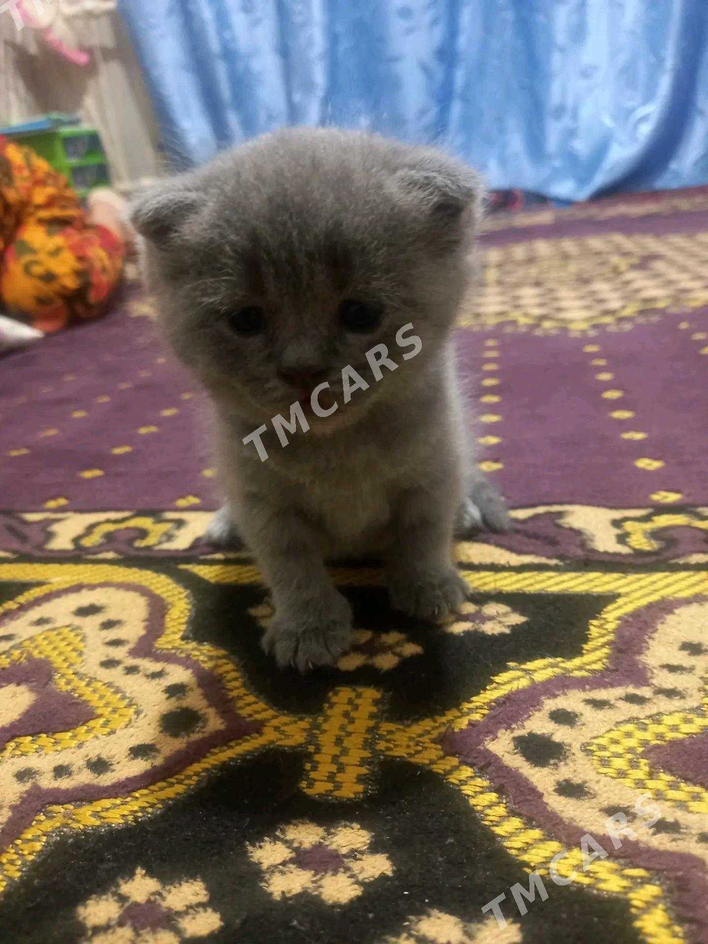 шотландский вислоухие котята - Туркменабат - img 2
