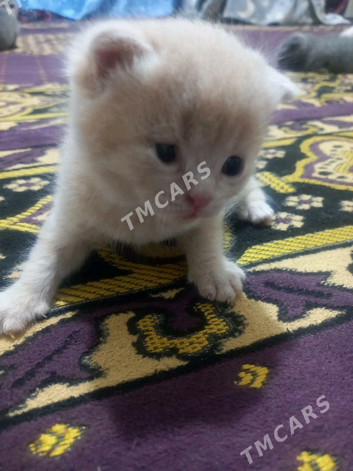 шотландский вислоухие котята - Туркменабат - img 3
