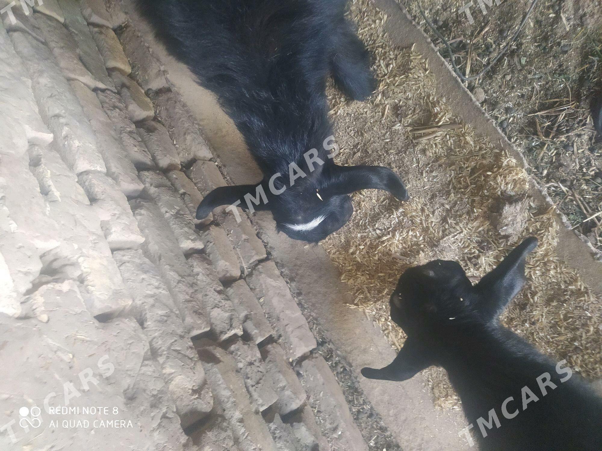 Owgan geci - Çärjew - img 3