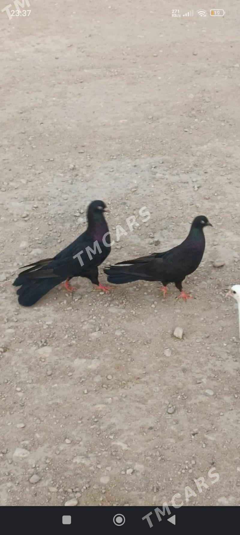 kepderi - Balkanabat - img 2