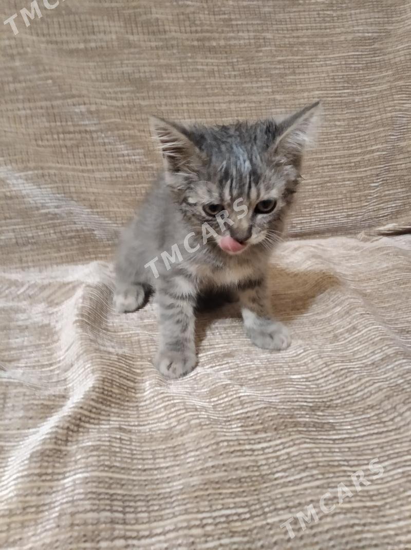 Котенок - Туркменабат - img 2