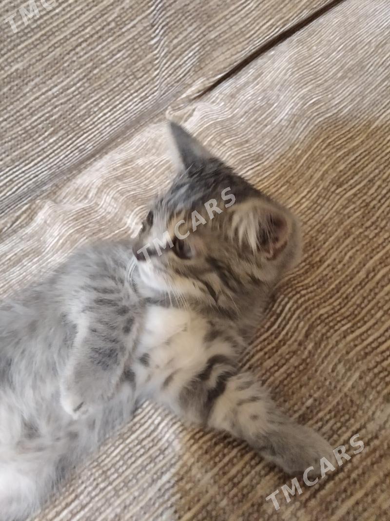 Котенок - Туркменабат - img 3