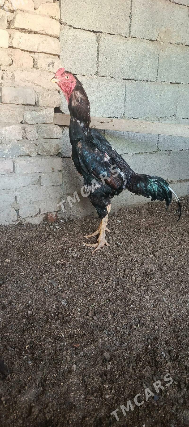 juyje - Gökje - img 2