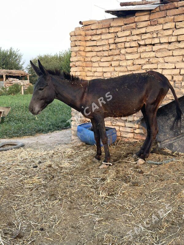 Eşek - Çärjew - img 3
