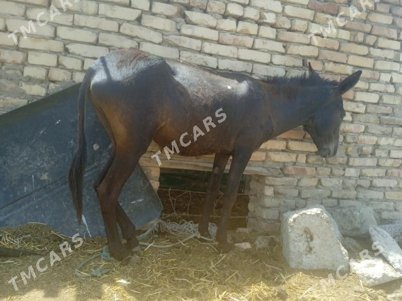 Eşek - Çärjew - img 2
