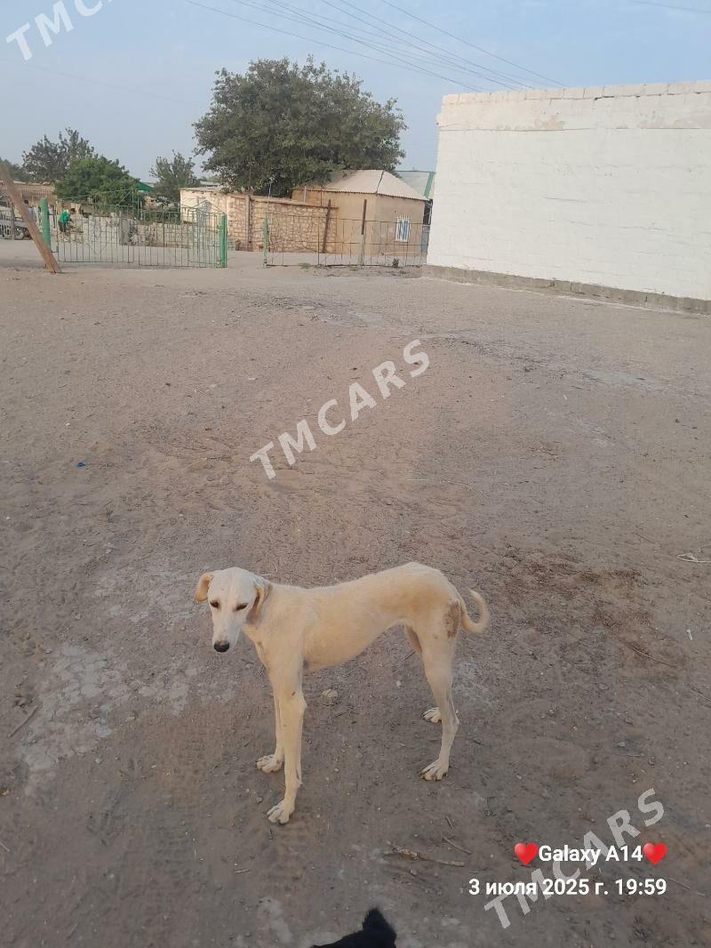 tazi - Balkanabat - img 1