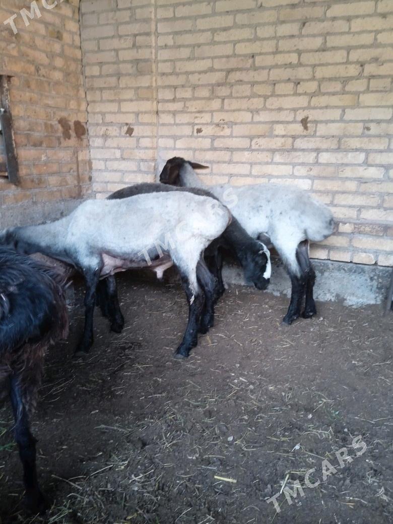 kockarlar - Türkmenabat - img 1
