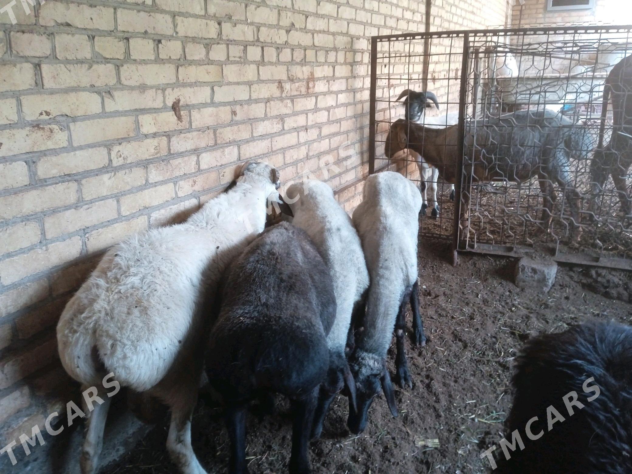 kockarlar - Türkmenabat - img 2