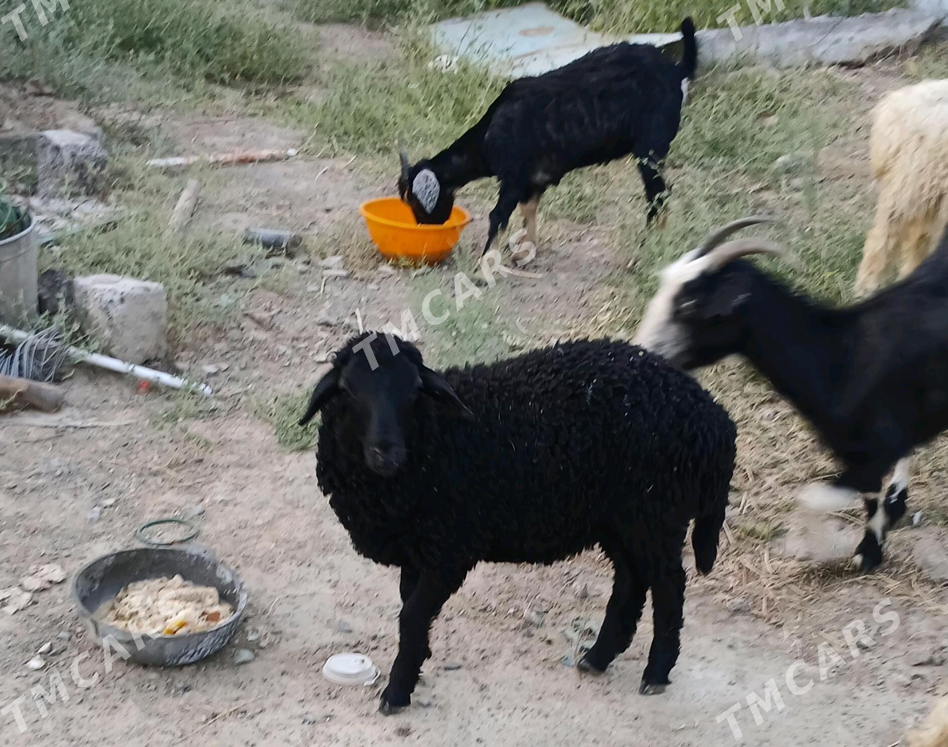 çebiş tokly - Garadamak - img 3