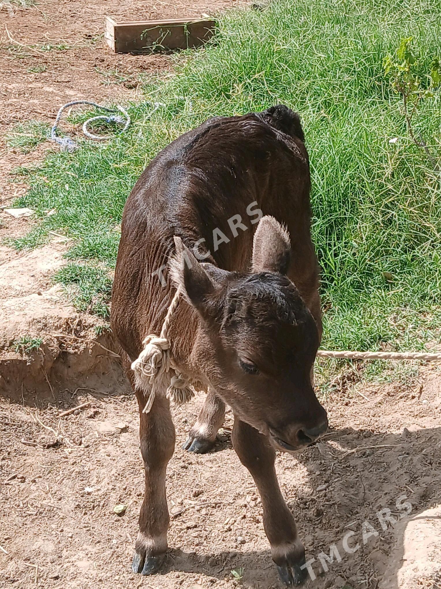 sygyr göleli - Ak bugdaý etraby - img 2