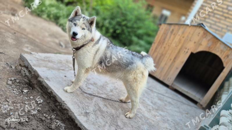 Хаски/Haski - Kerki - img 2