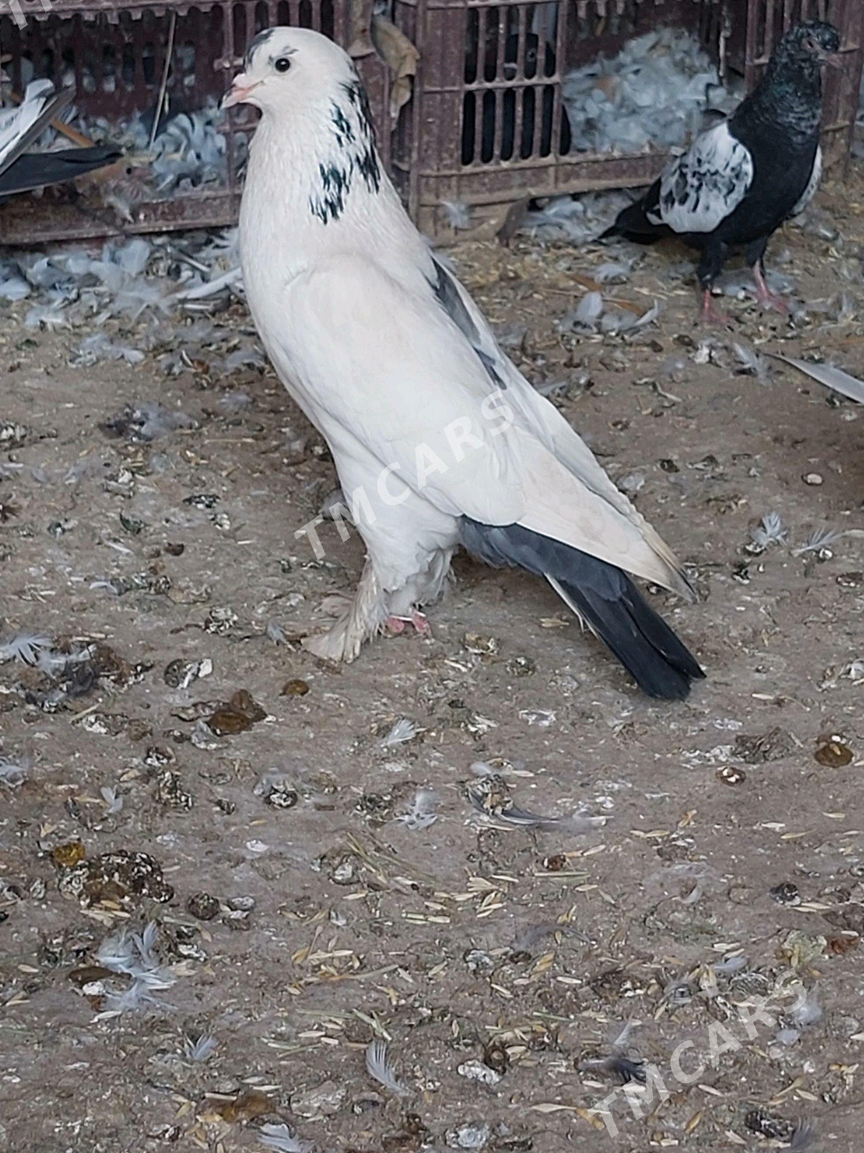kepderi - Mary - img 3