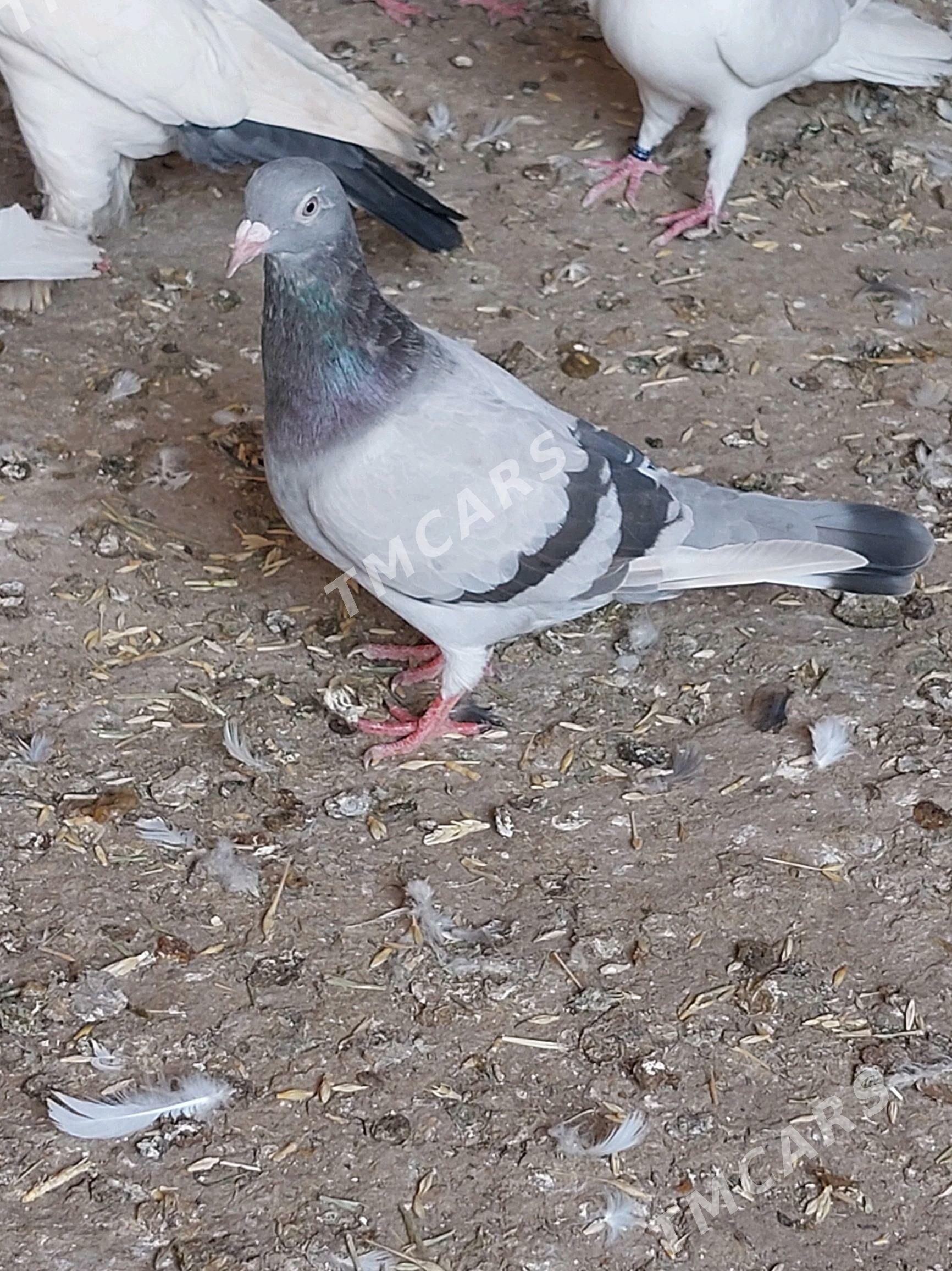 kepderi - Mary - img 2