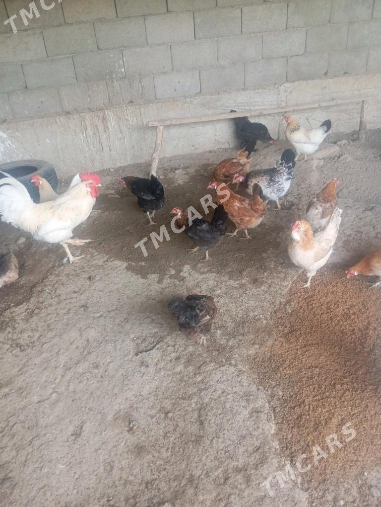 Tawuklar - Magtymguly - img 2