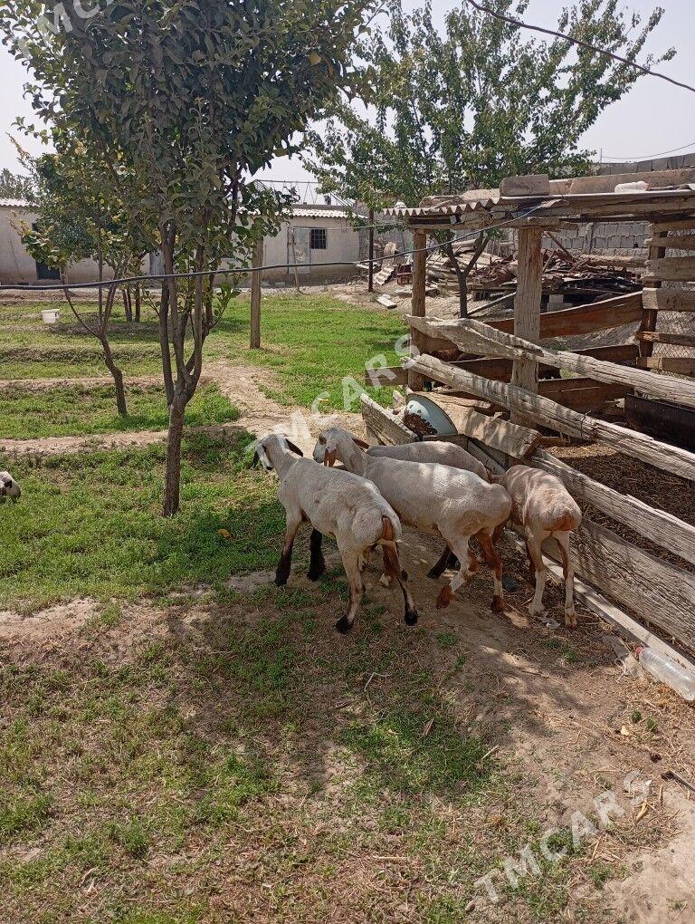 Işek goýun  Çewiş - Гёкдепе - img 3
