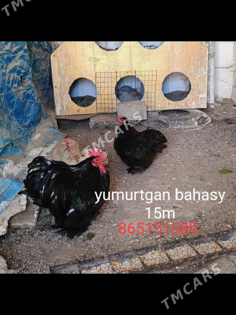 KOHINHIN KARLYK - Balkanabat - img 3