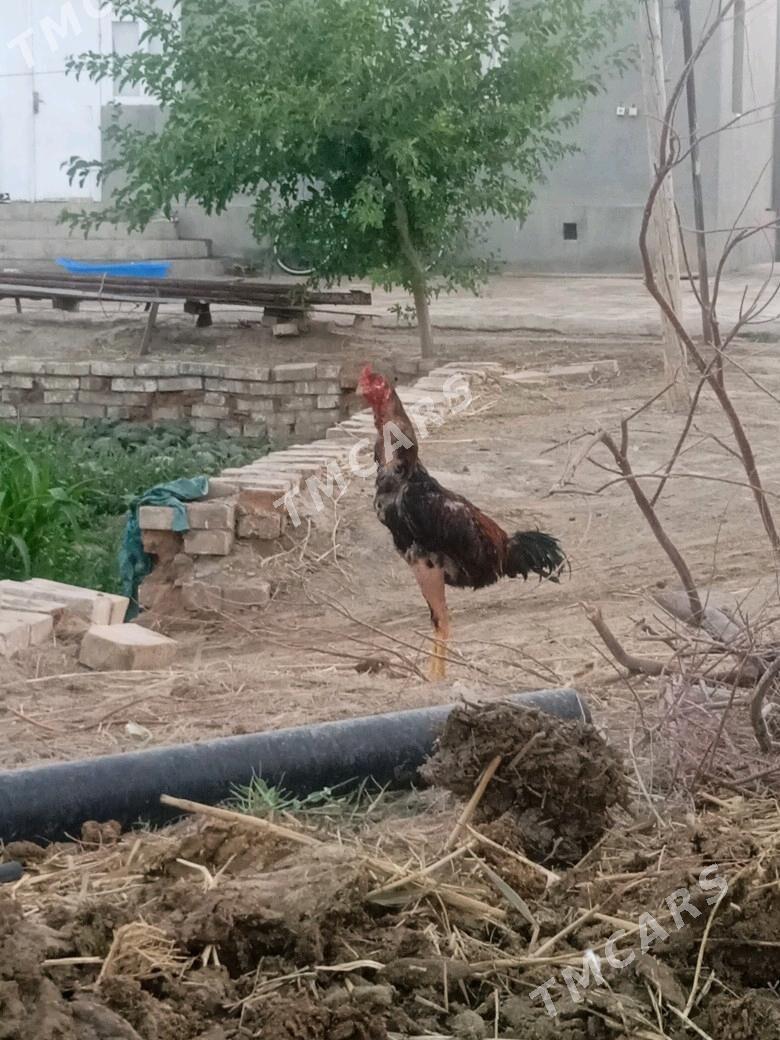Baysy - Baýramaly - img 2