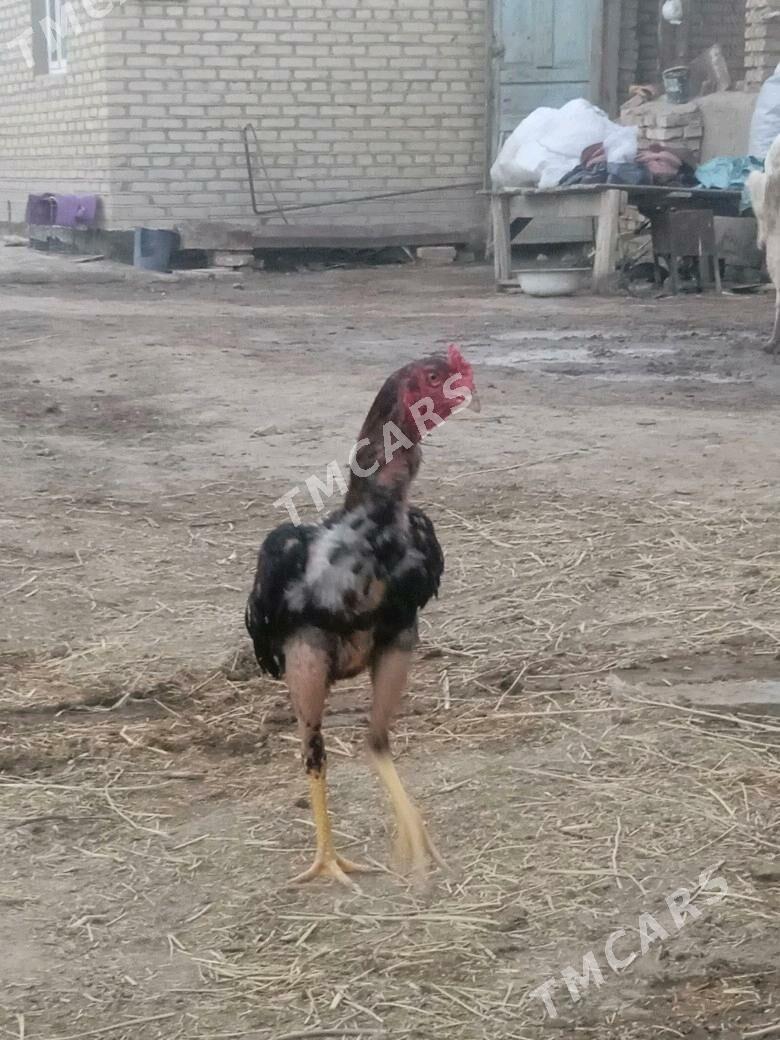 Baysy - Baýramaly - img 3