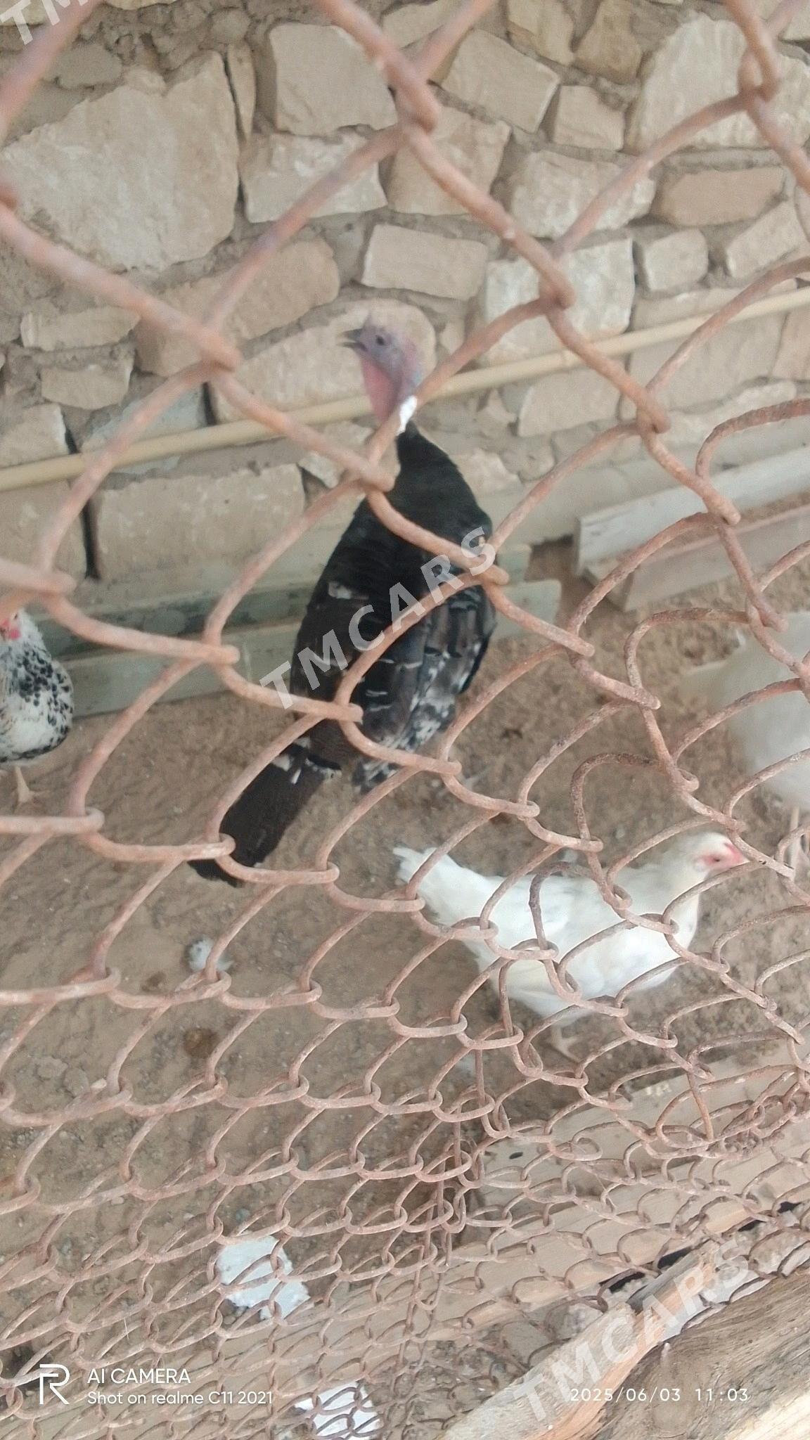 Induk erkek - Türkmenbaşy - img 2