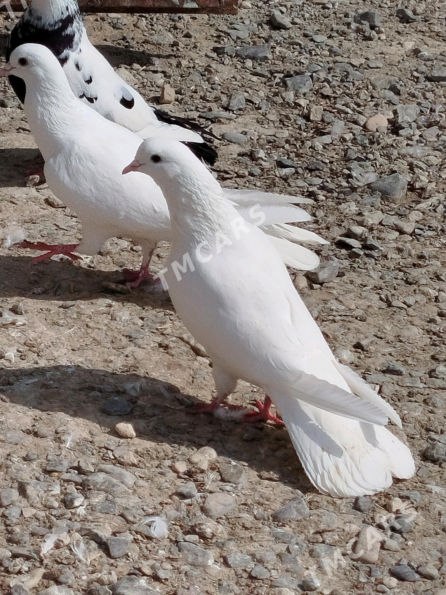 kepderi - Gyzylarbat - img 5