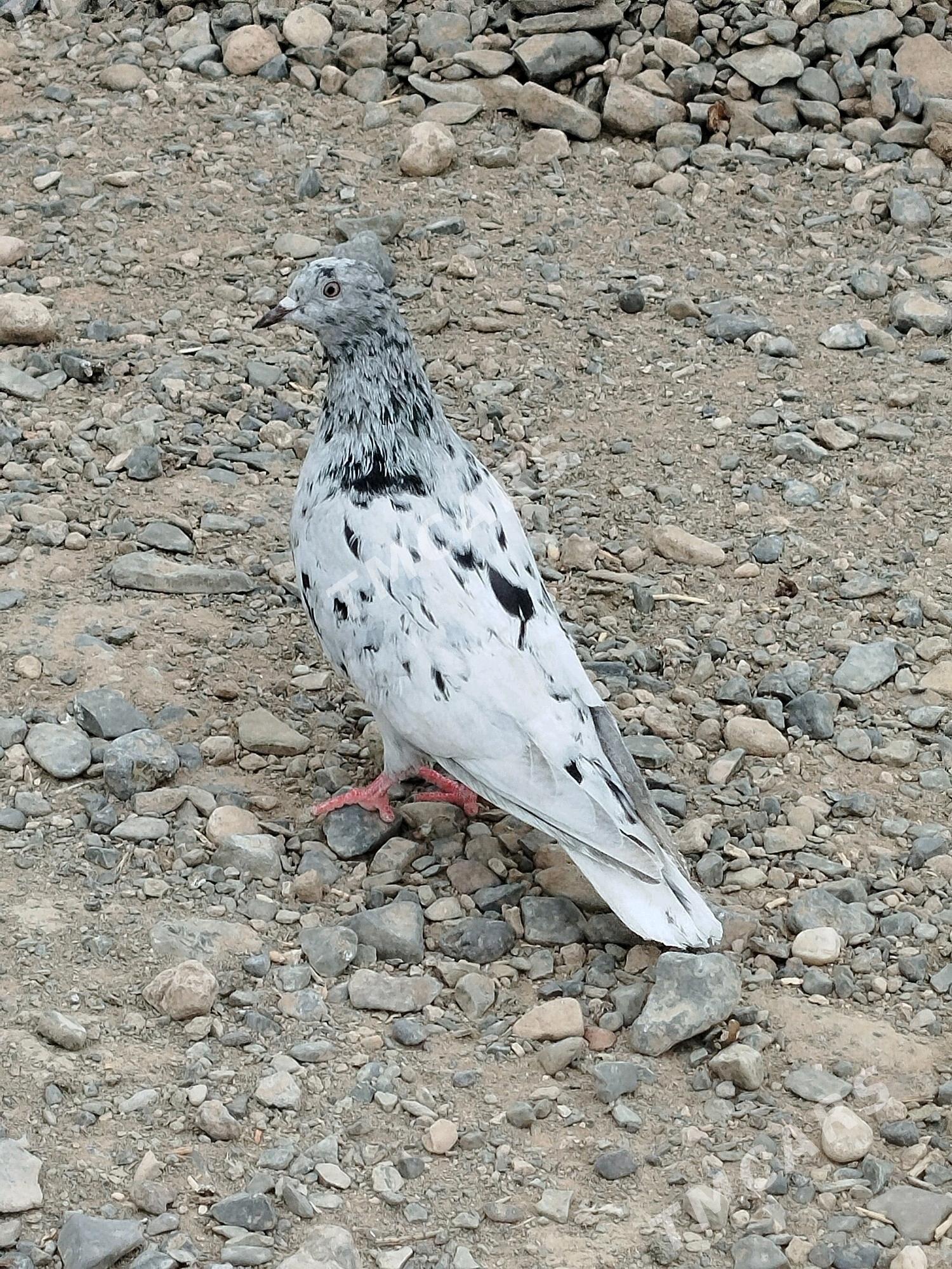kepderi - Gyzylarbat - img 6
